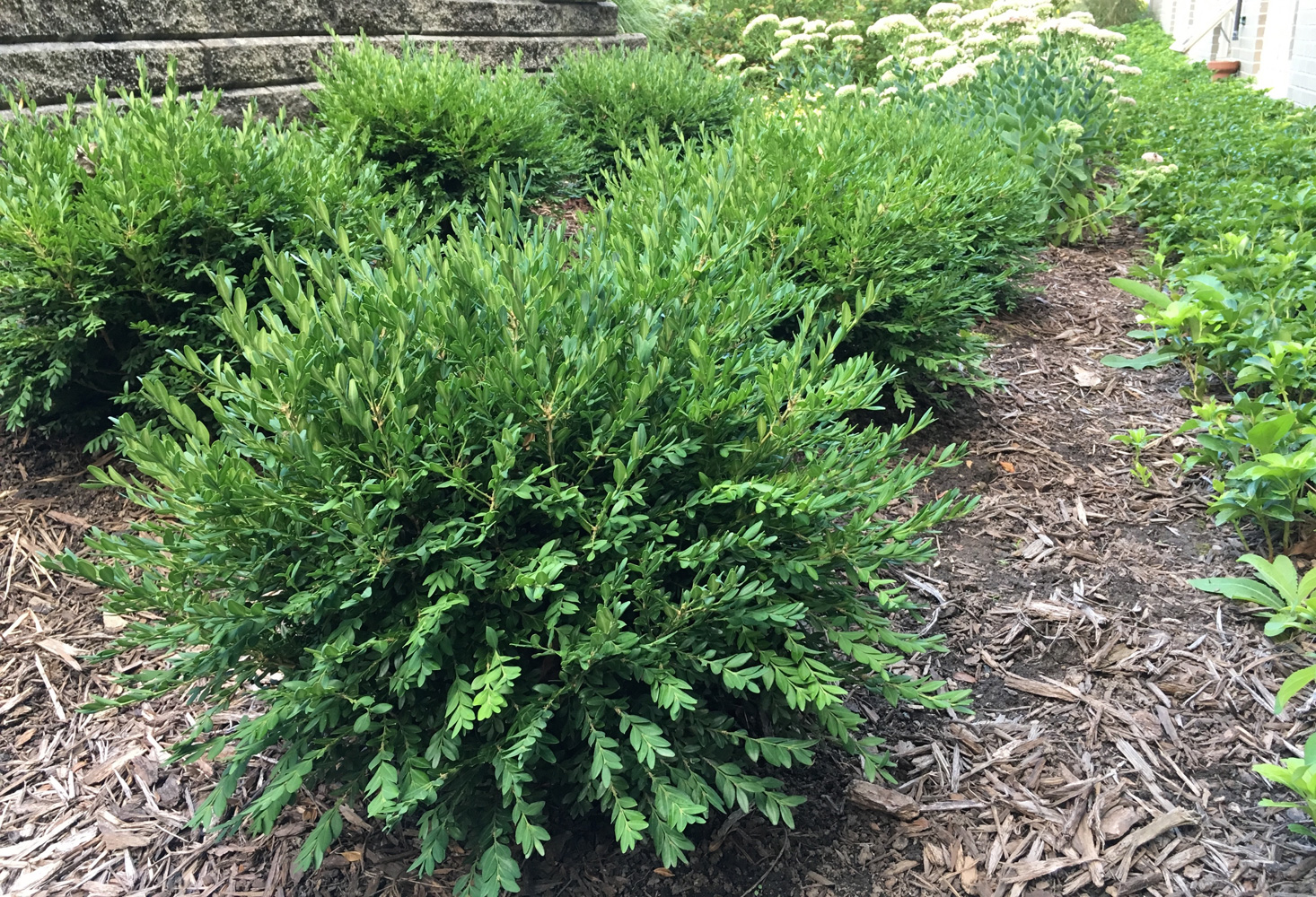 Our 5 Favorite Shrubs for Commercial Landscapes in Michigan