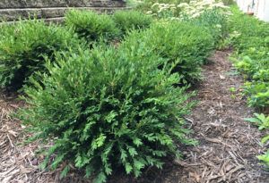 Boxwood - creates an evergreen screen at University Reformed Church in East Lansing, MI Boxwood Shrubs
