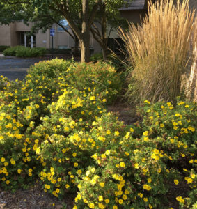 Happy Face Potentilla Happy Face Potentilla - Michigan Shrub