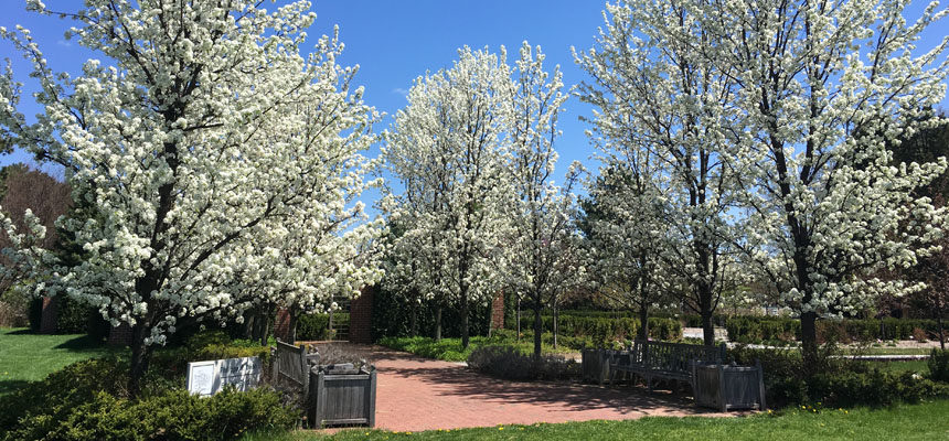 white flowering trees